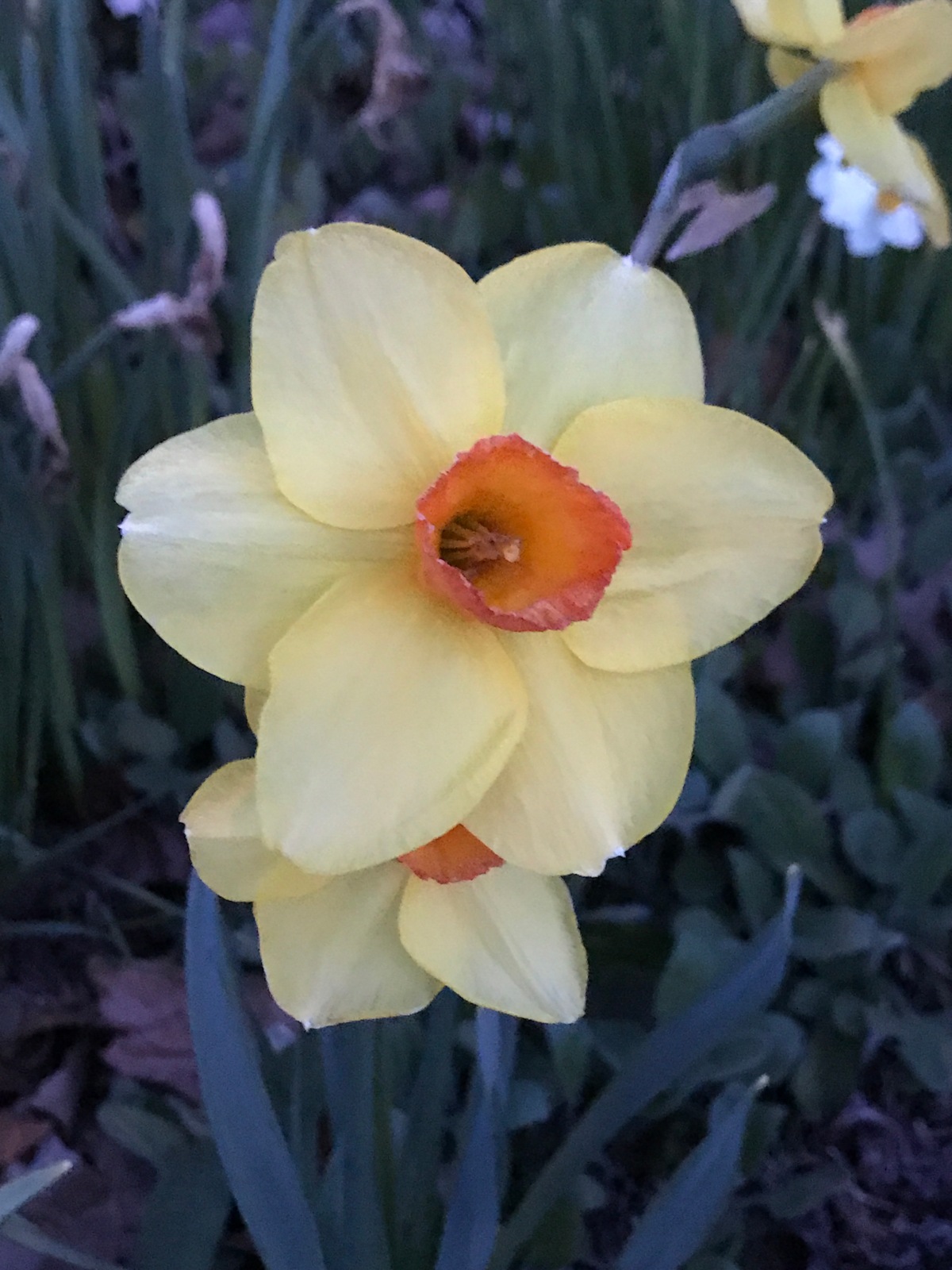 Daffodil Story